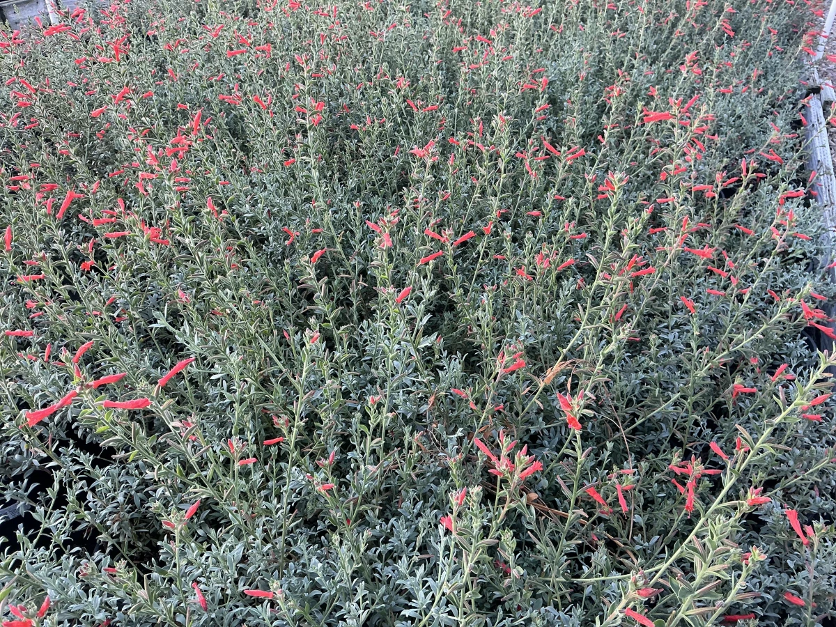 California Fuchsia *TRIAL*