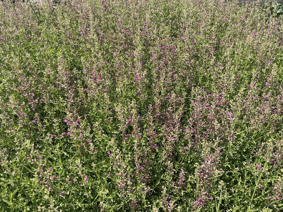 Hyssop, Hummingbird Mint