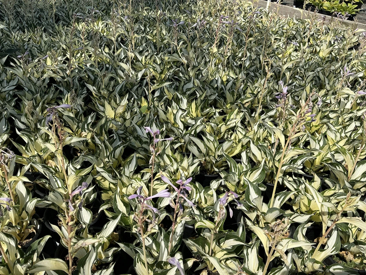 Plantain Lily (white foliage w/green edge)