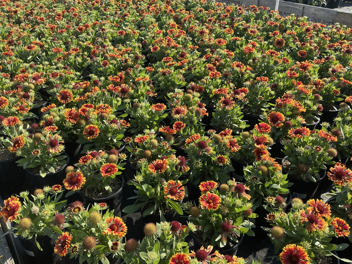 Blanket Flower