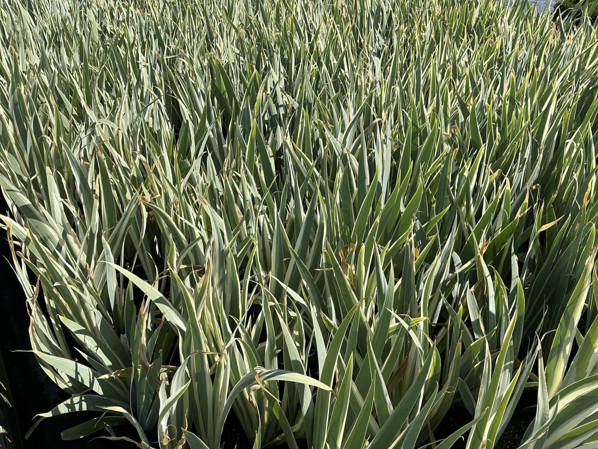 Variegated Sweet Iris, Dalmatian Iris