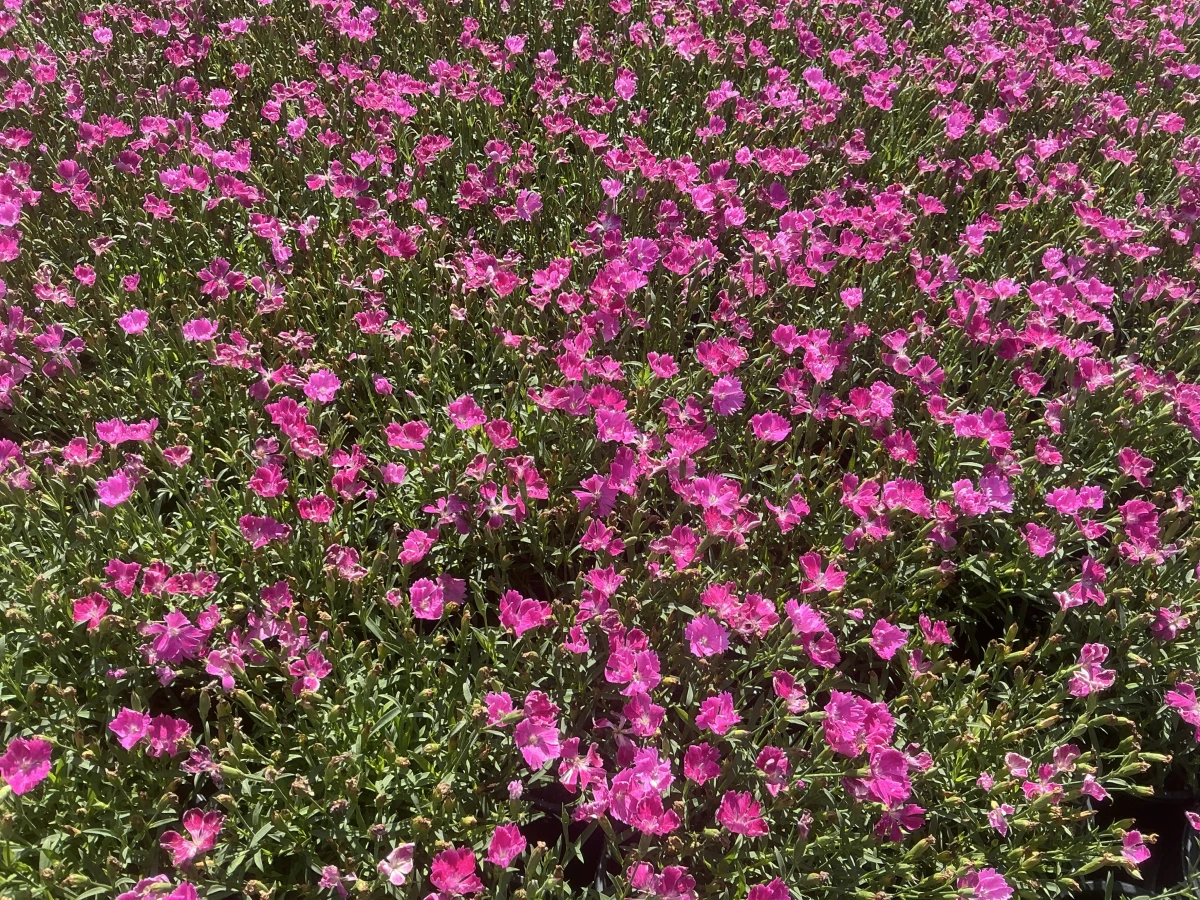 Pinks