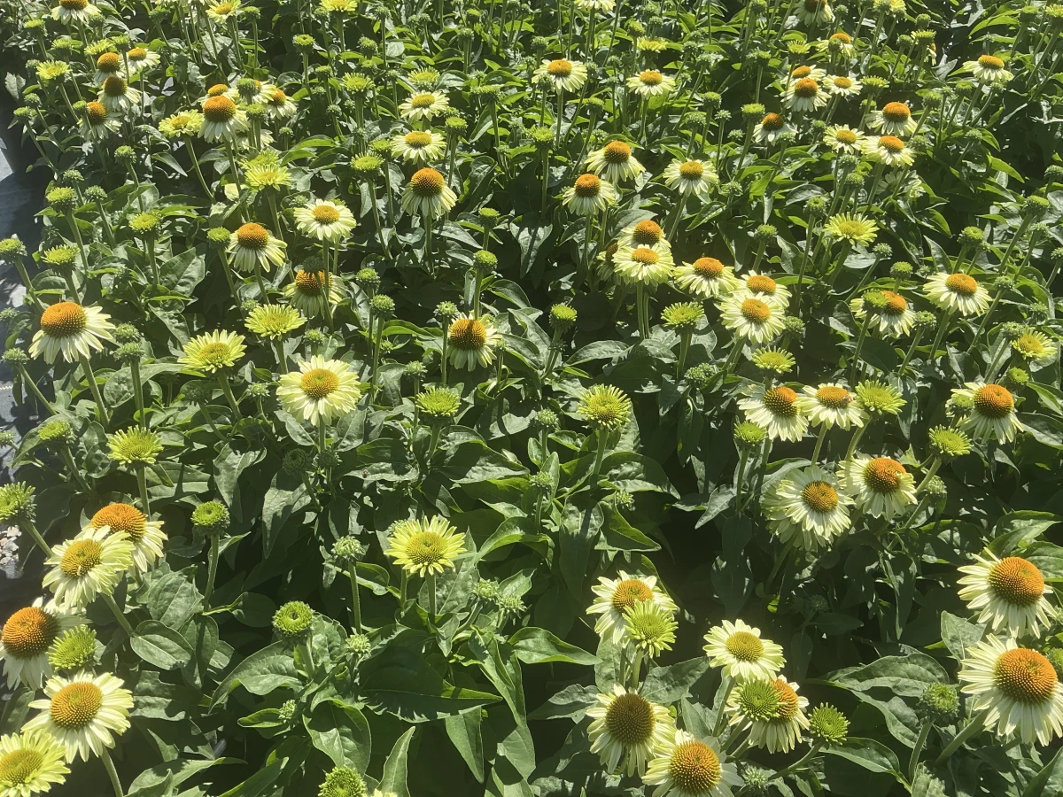 Coneflower