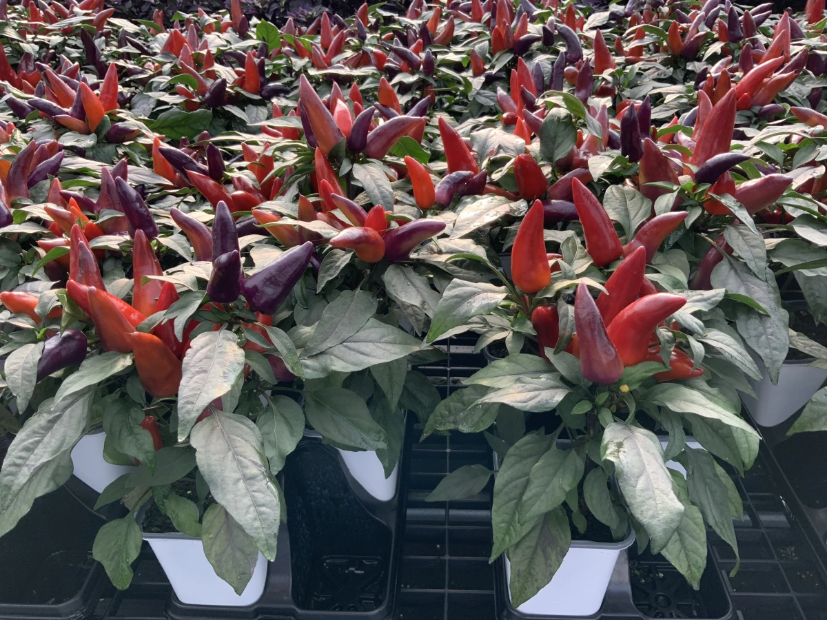 Annual Ornamental Pepper