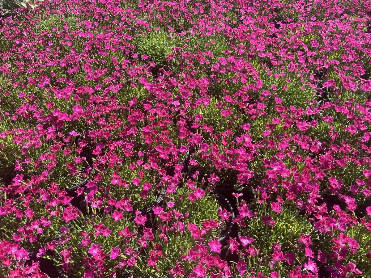 Pinks