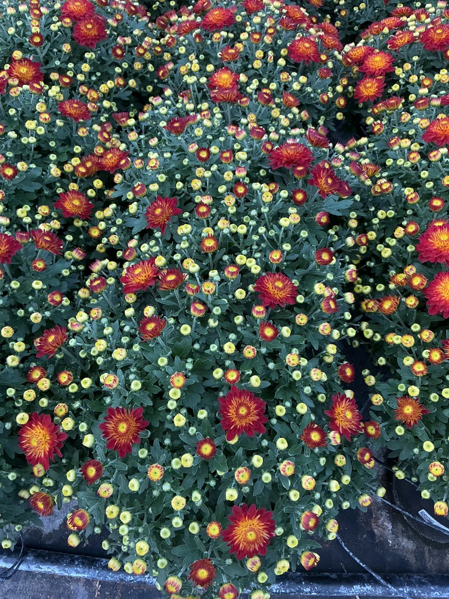 Garden Mum