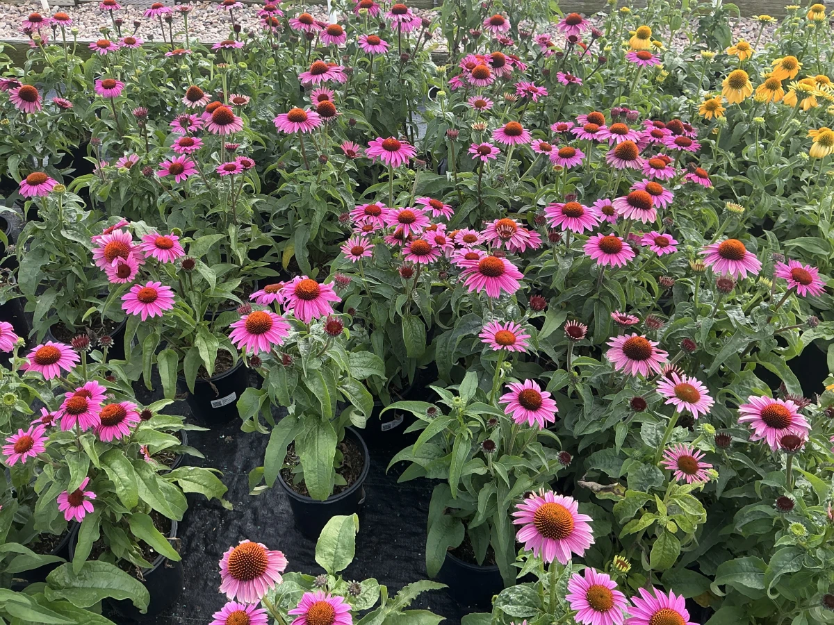 Coneflower