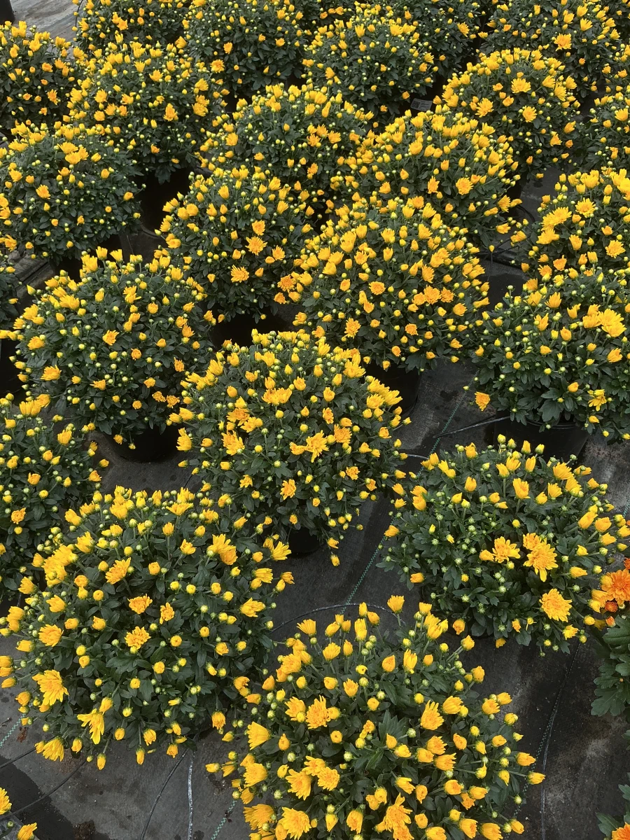 Garden Mum