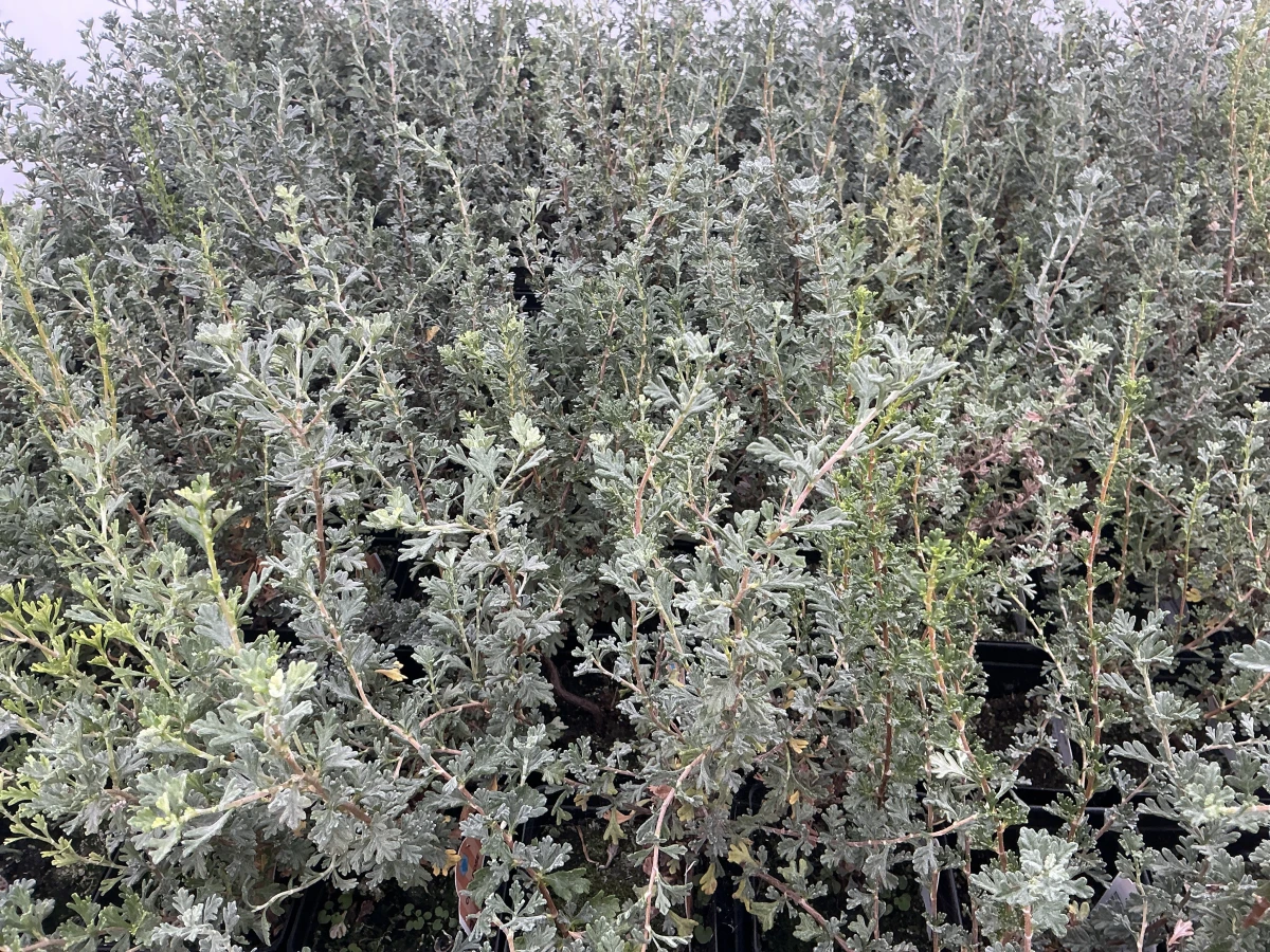 Cliffrose