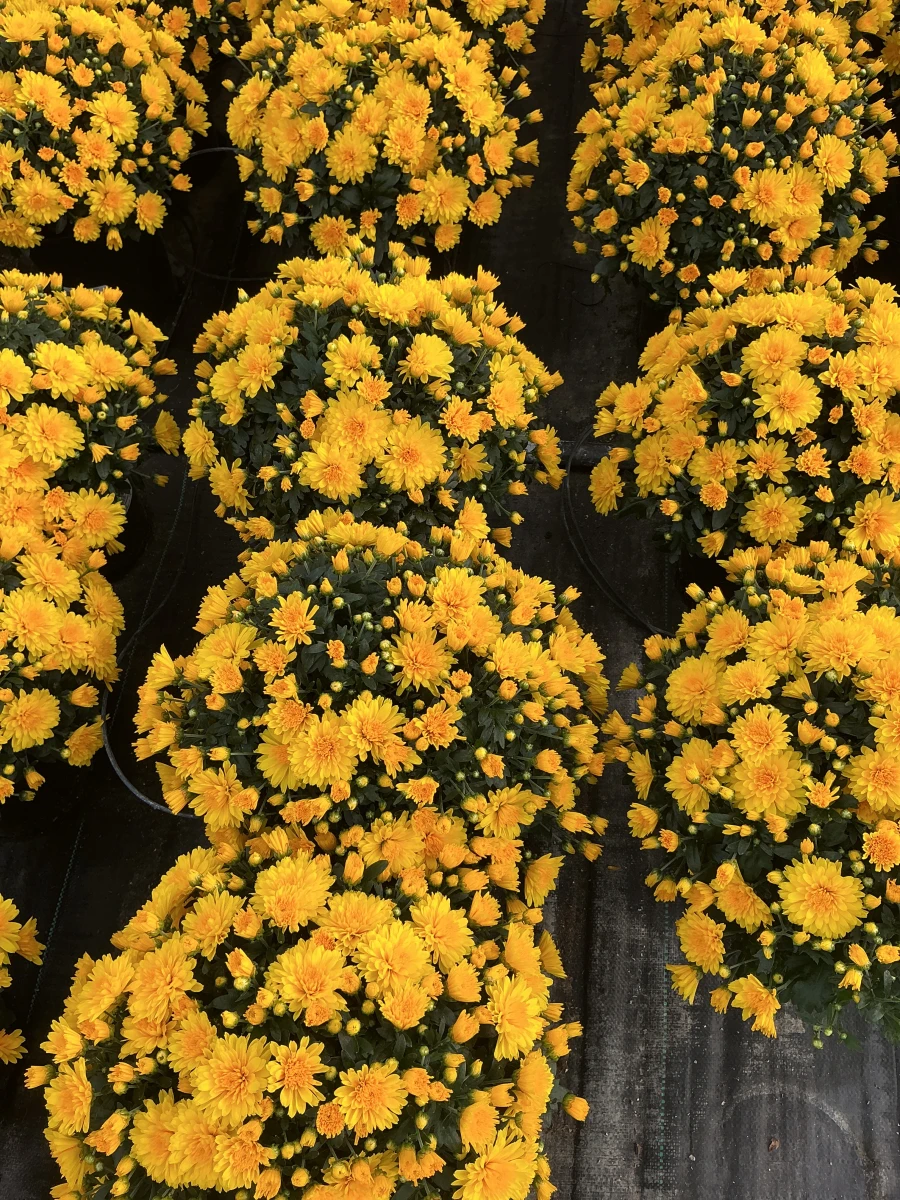 Garden Mum