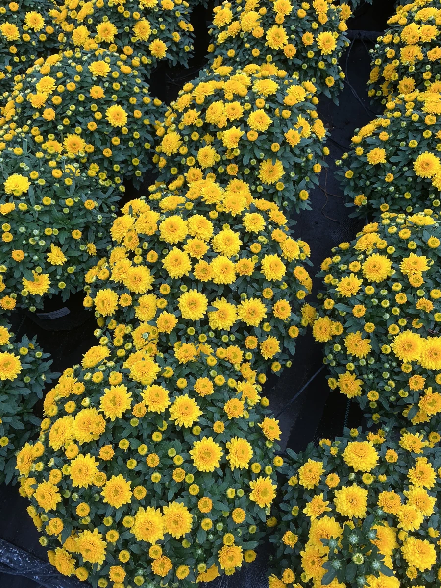 Garden Mum