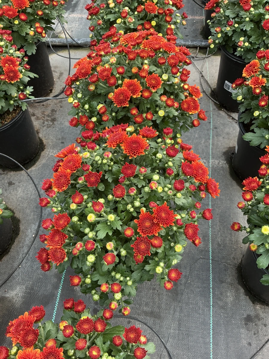 Garden Mum
