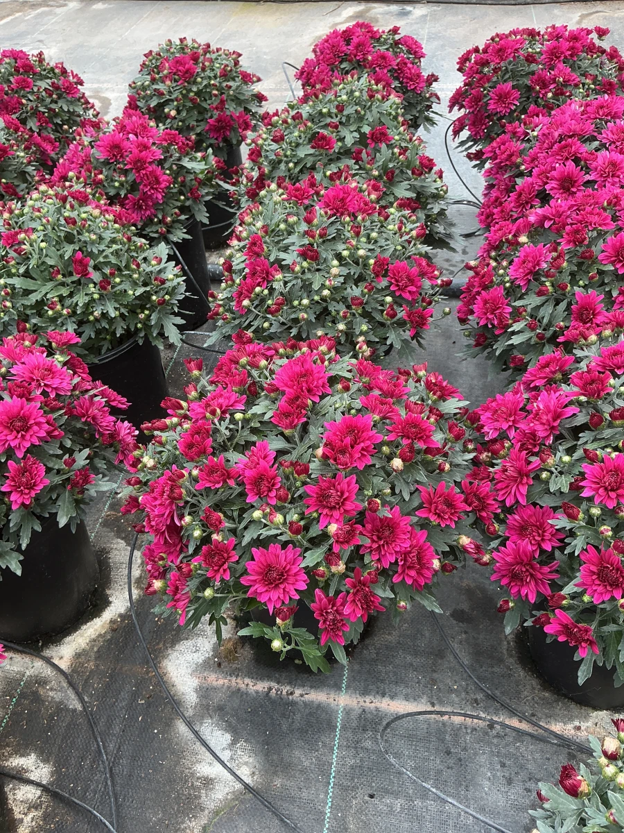 Garden Mum