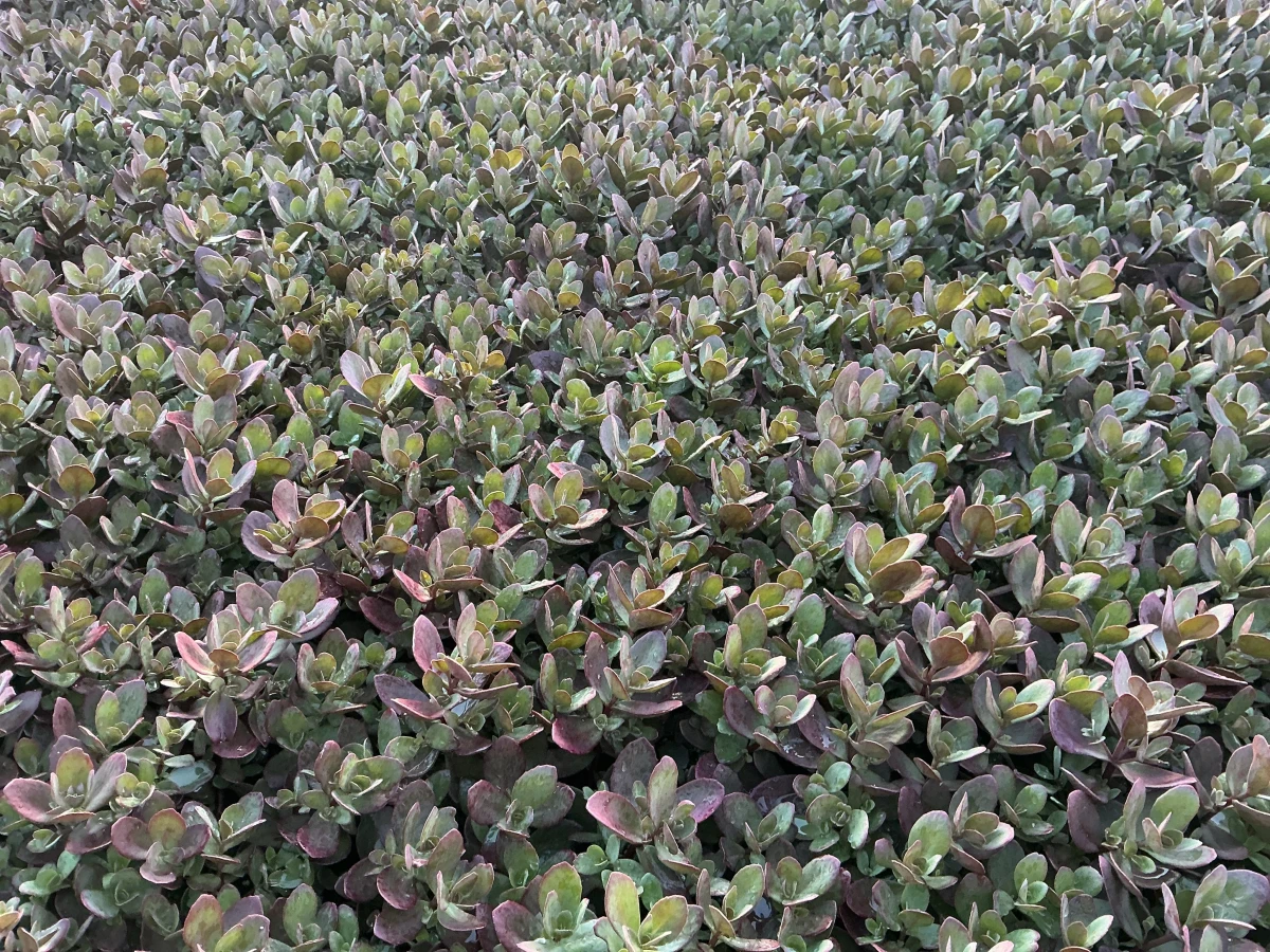 Stonecrop