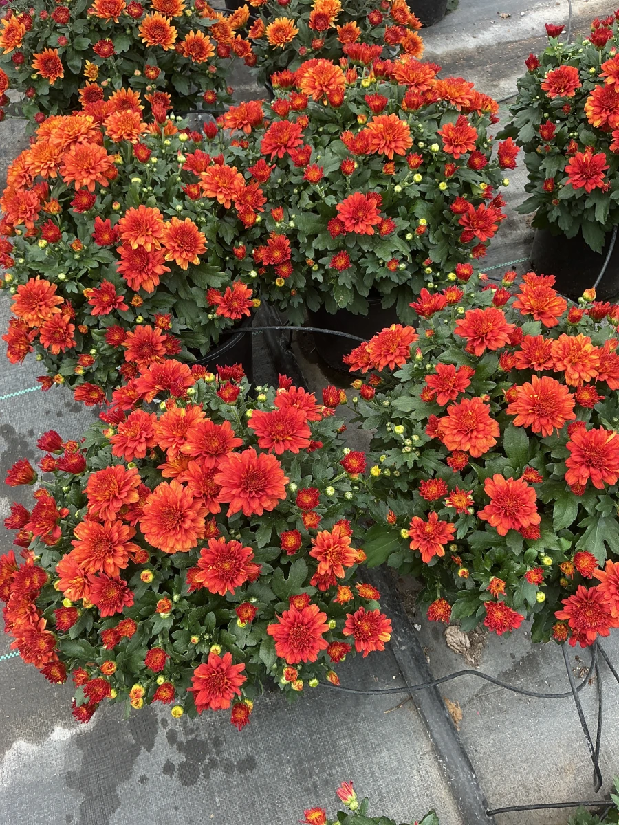 Garden Mum