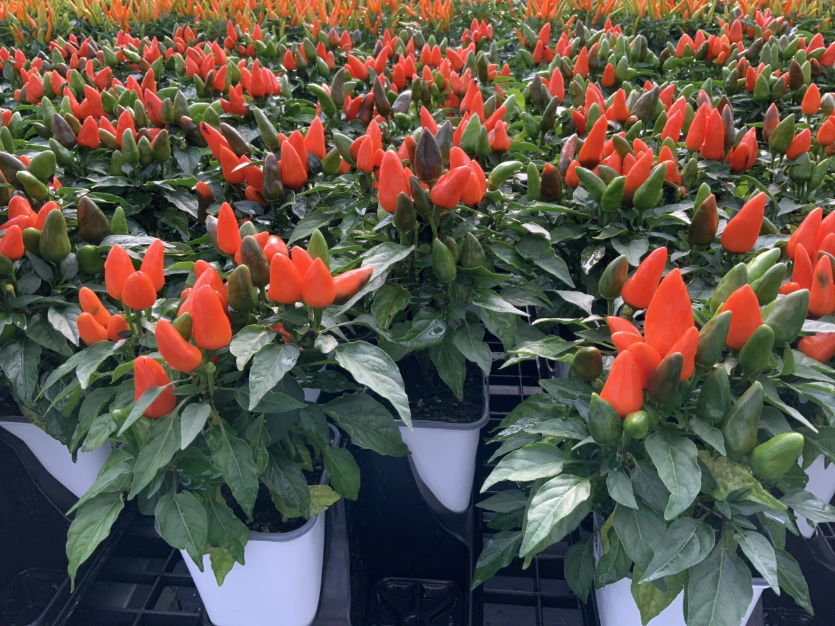 Annual Ornamental Pepper