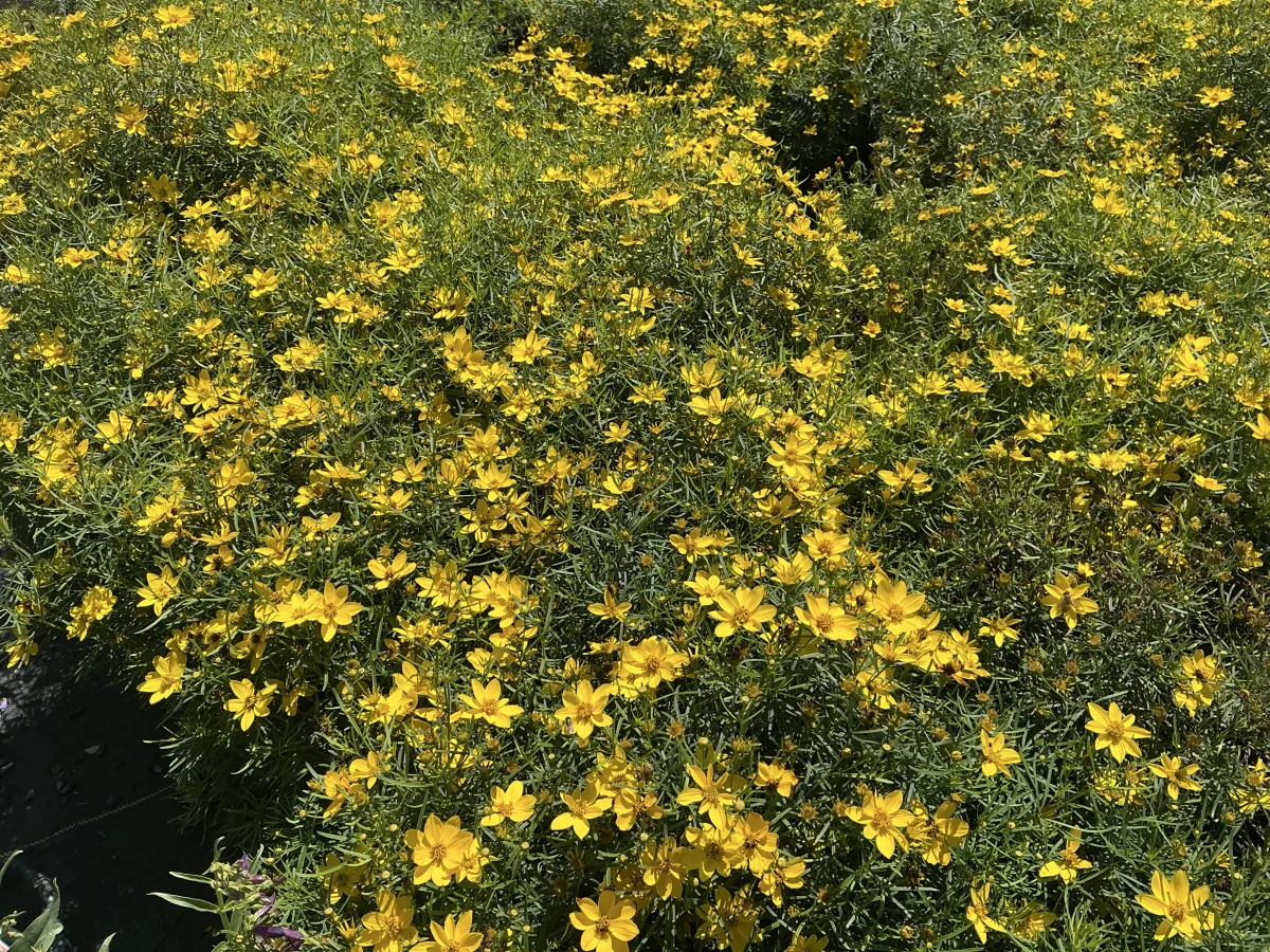 Threadlead Coreopsis