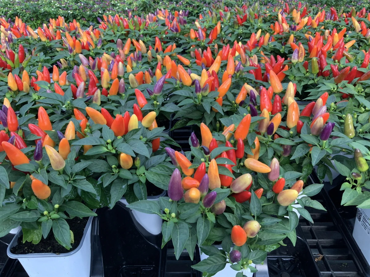 Annual Ornamental Pepper