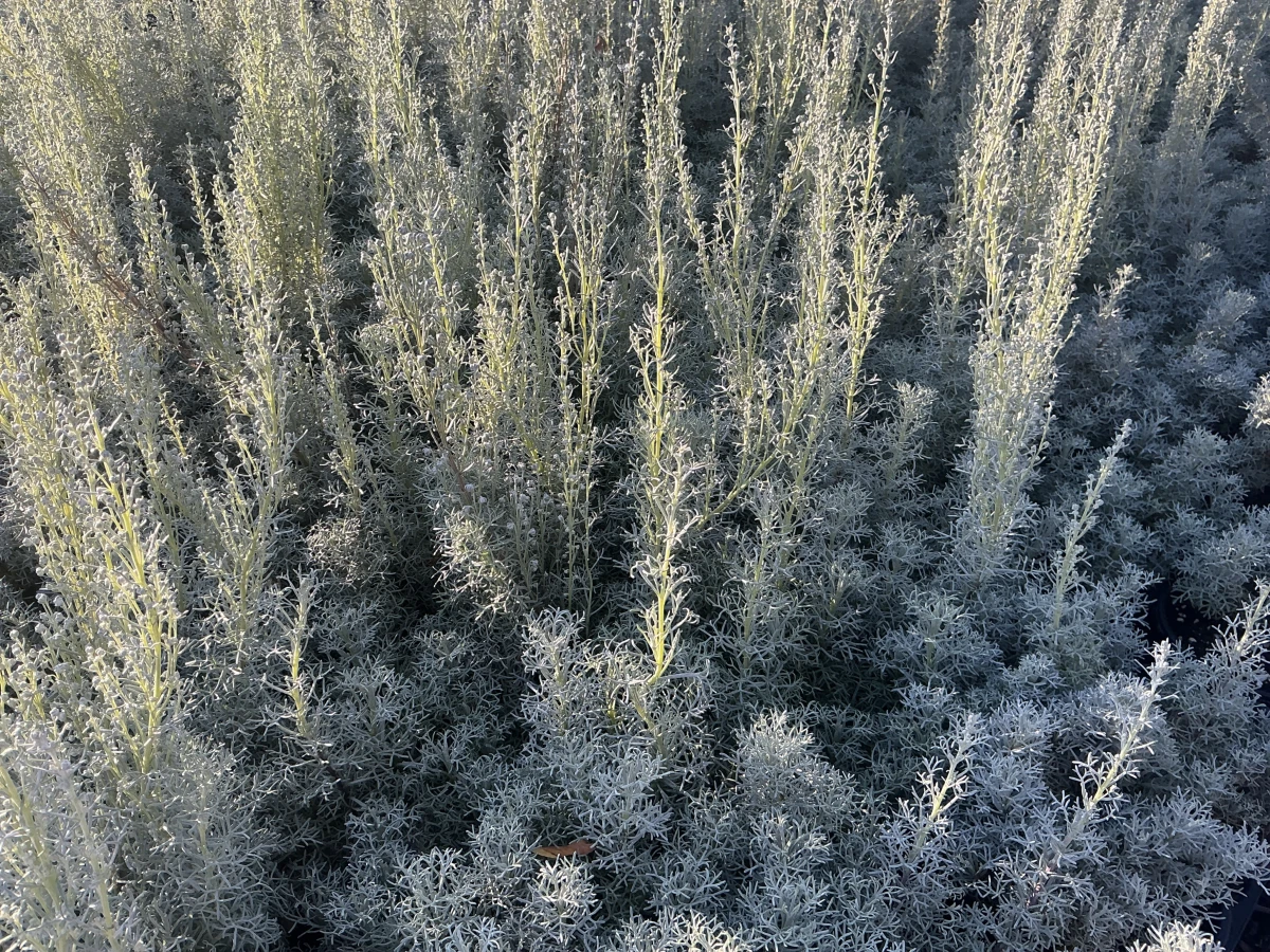 Seafoam Sage, Curlicue Sage