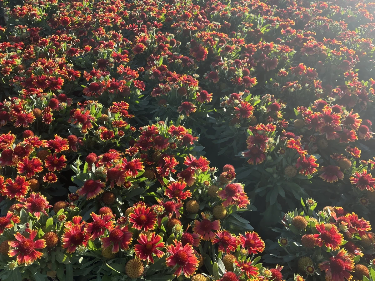 Blanket Flower