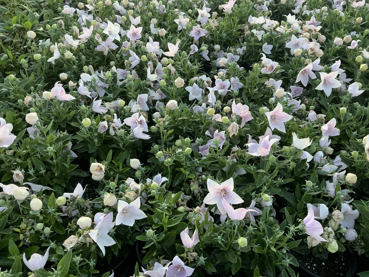 Balloon Flower