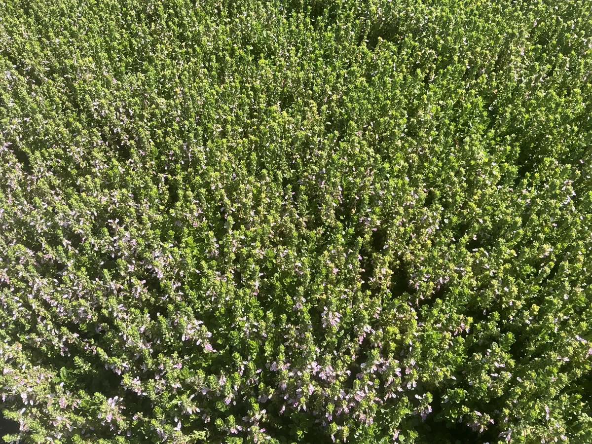 Creeping Germander