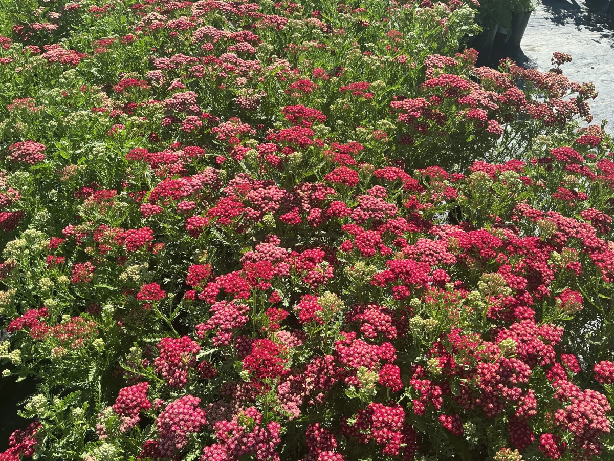 Yarrow