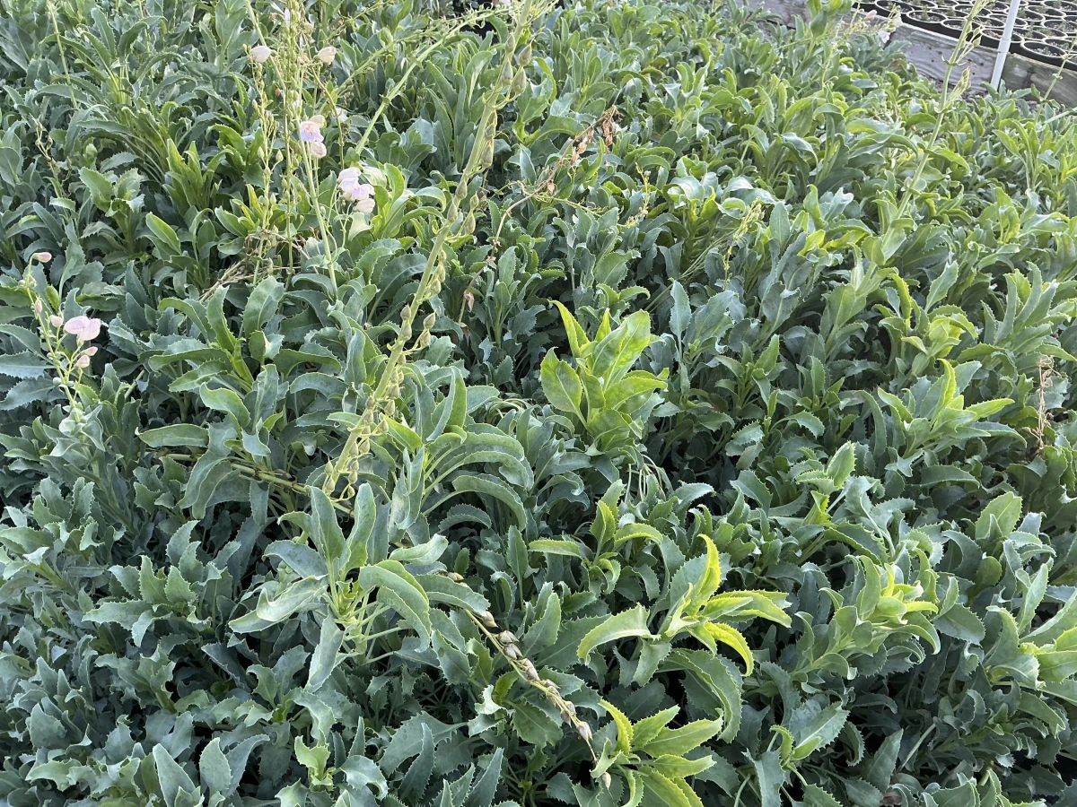 Palmer's Beardtongue