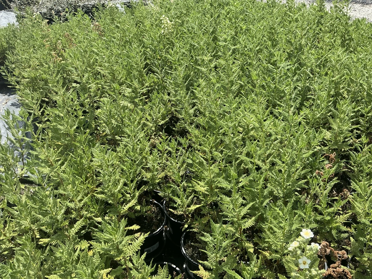 Fernbush