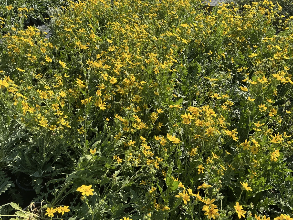 Engelmann's Daisy