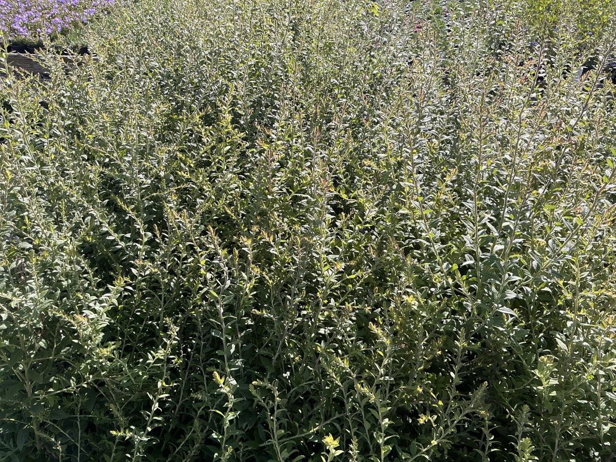 Goldenrod