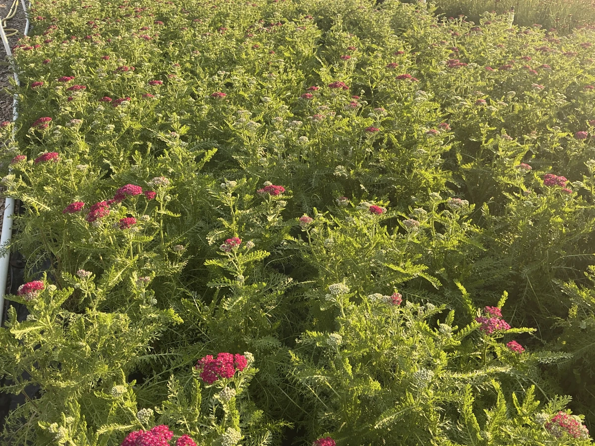 Yarrow