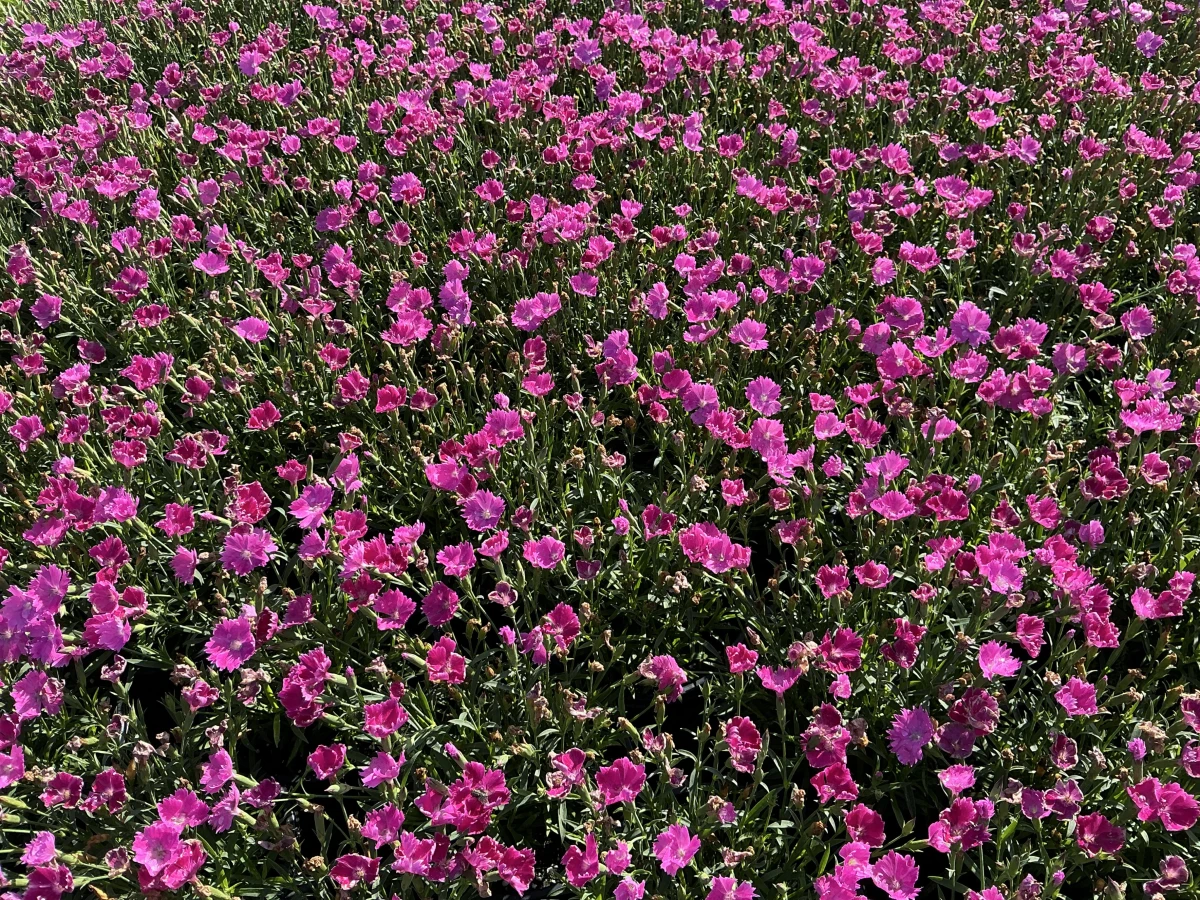 Pinks