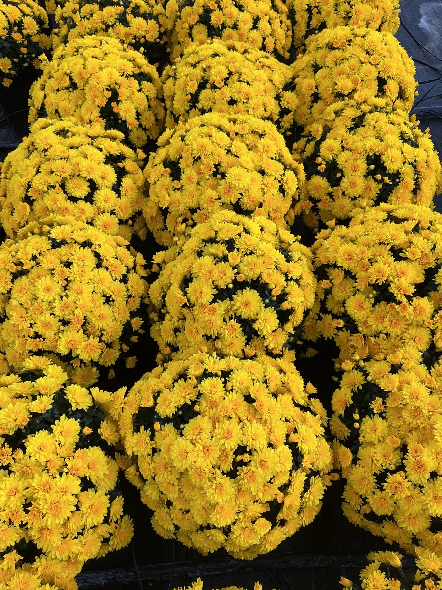 Garden Mum