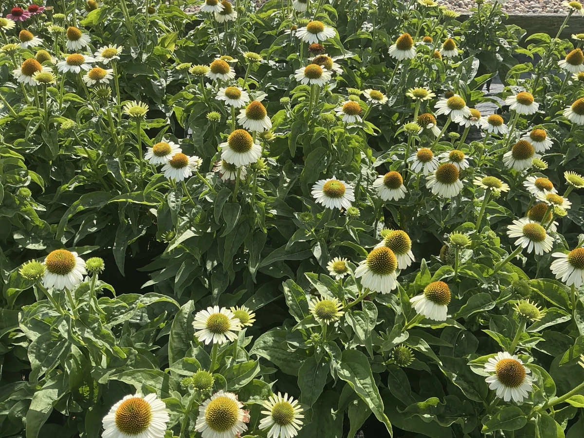 Coneflower