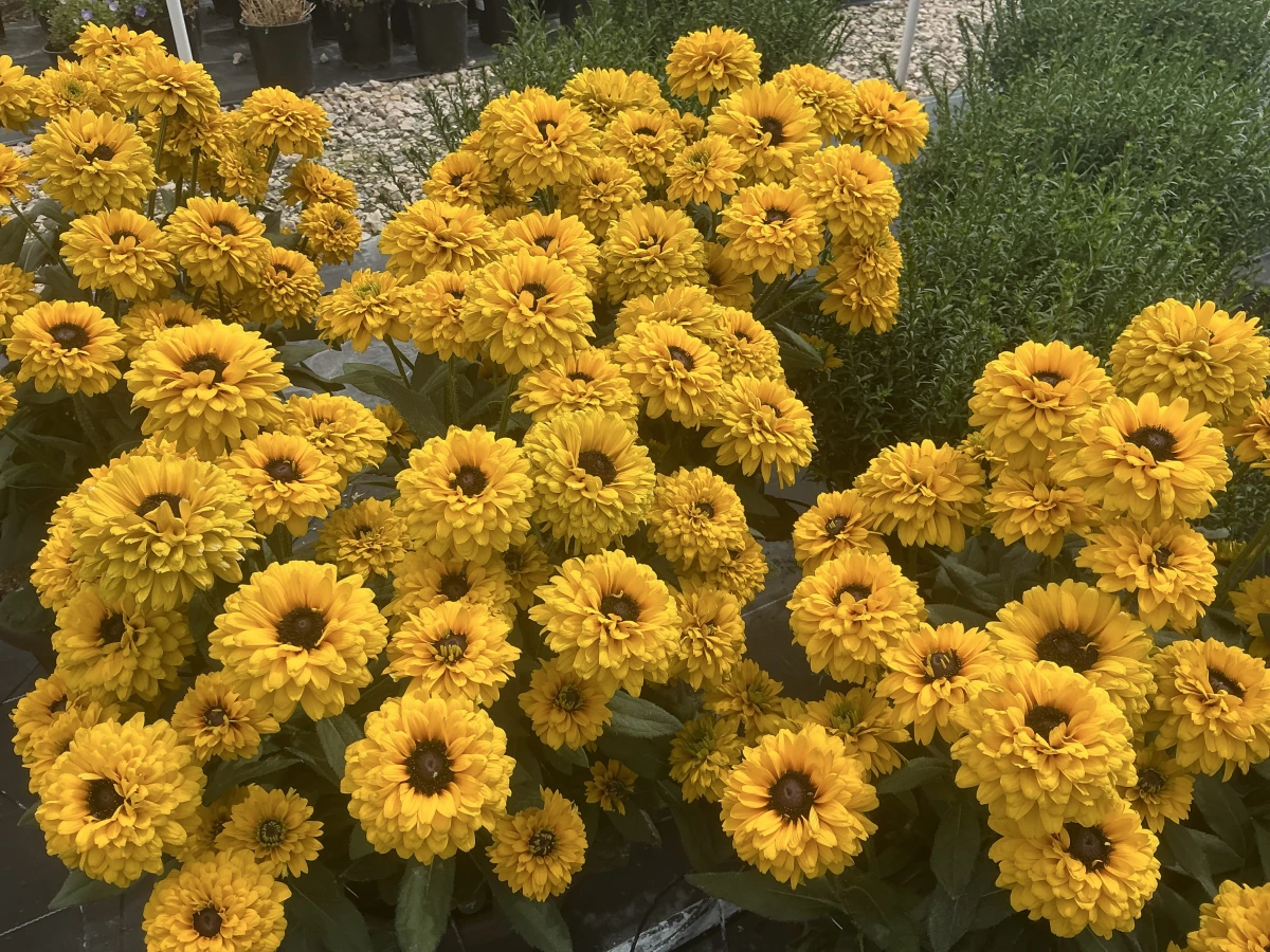 Black-Eyed Susan