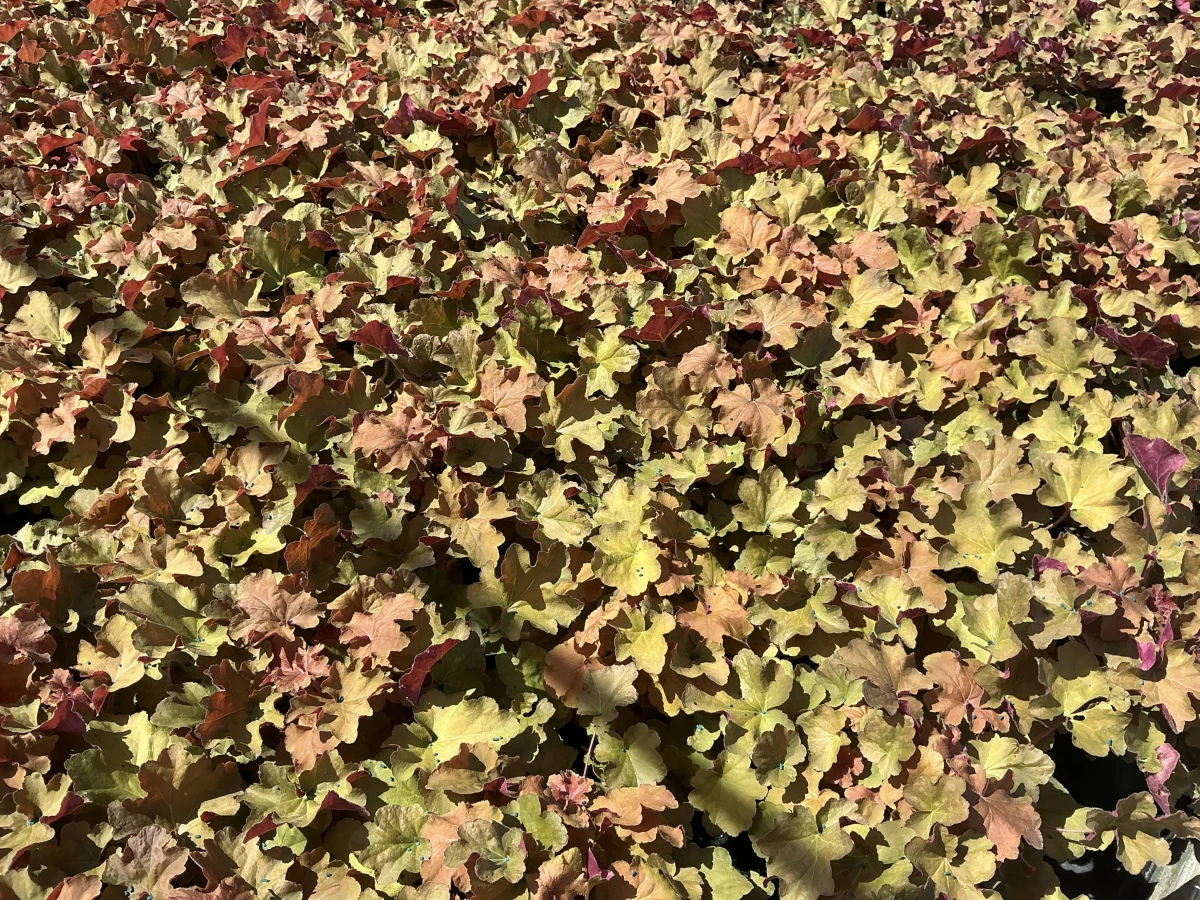 Coral Bells