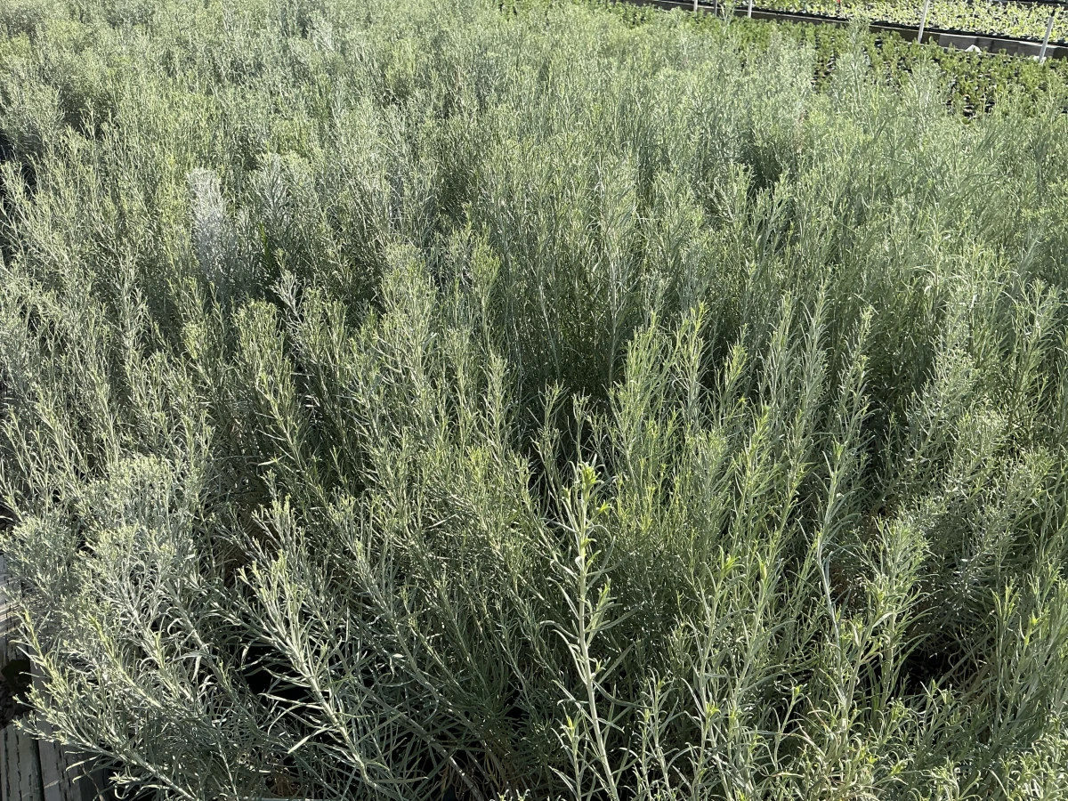 Rubber Rabbitbrush