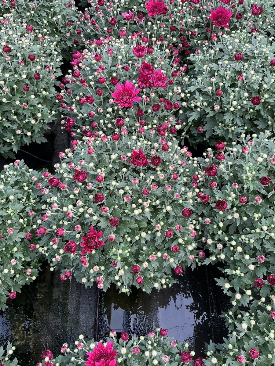 Garden Mum