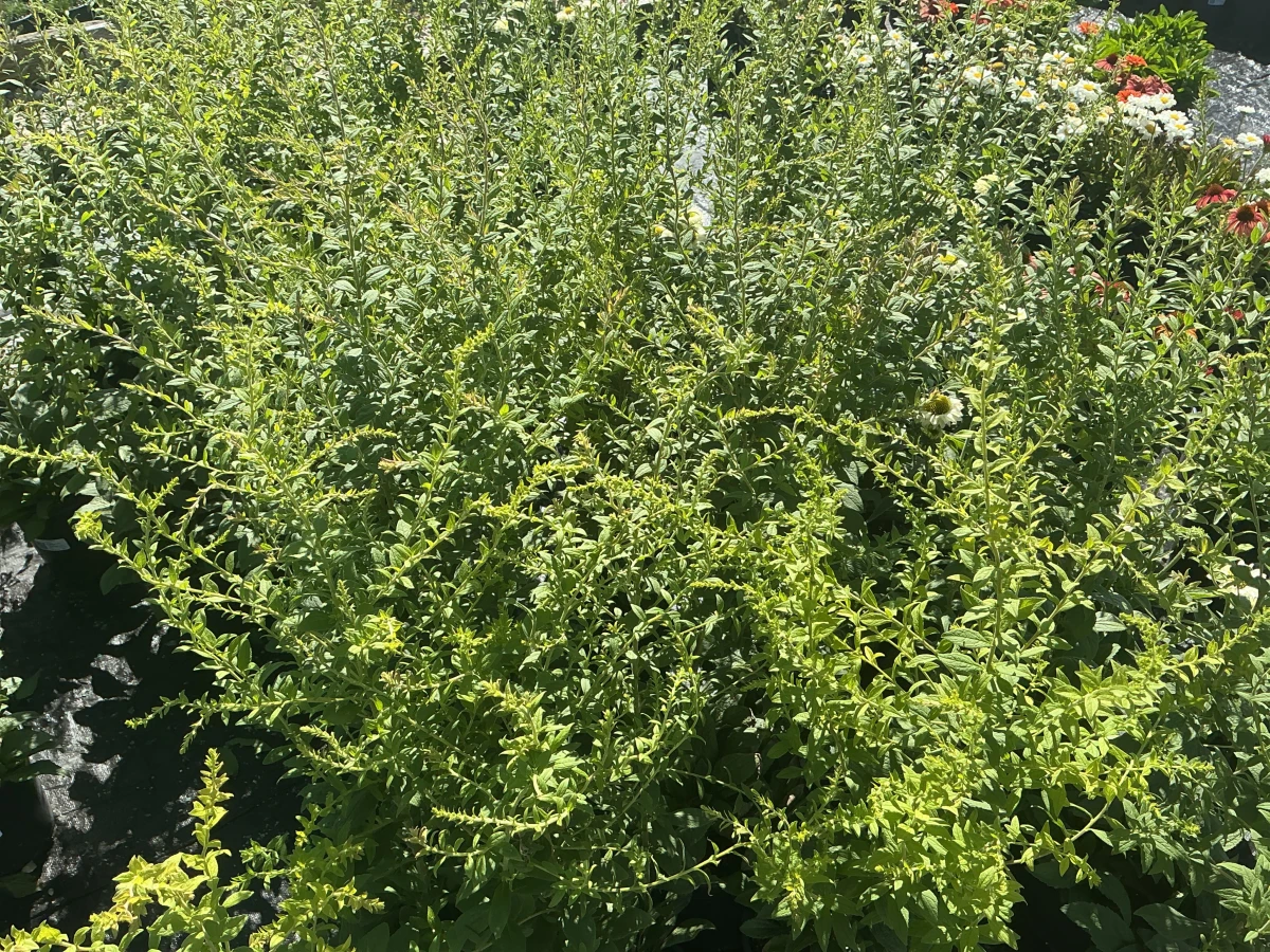 Goldenrod