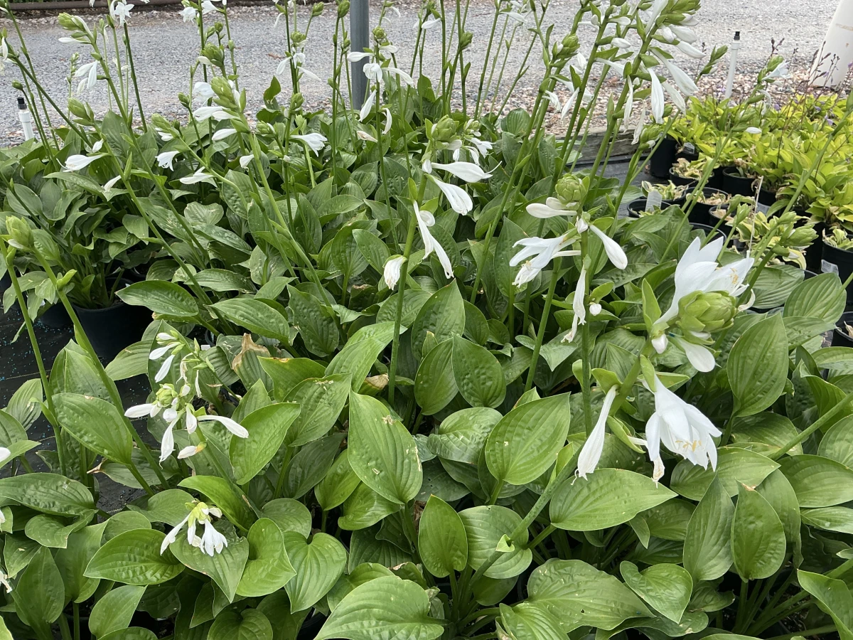 Plantain Lily
