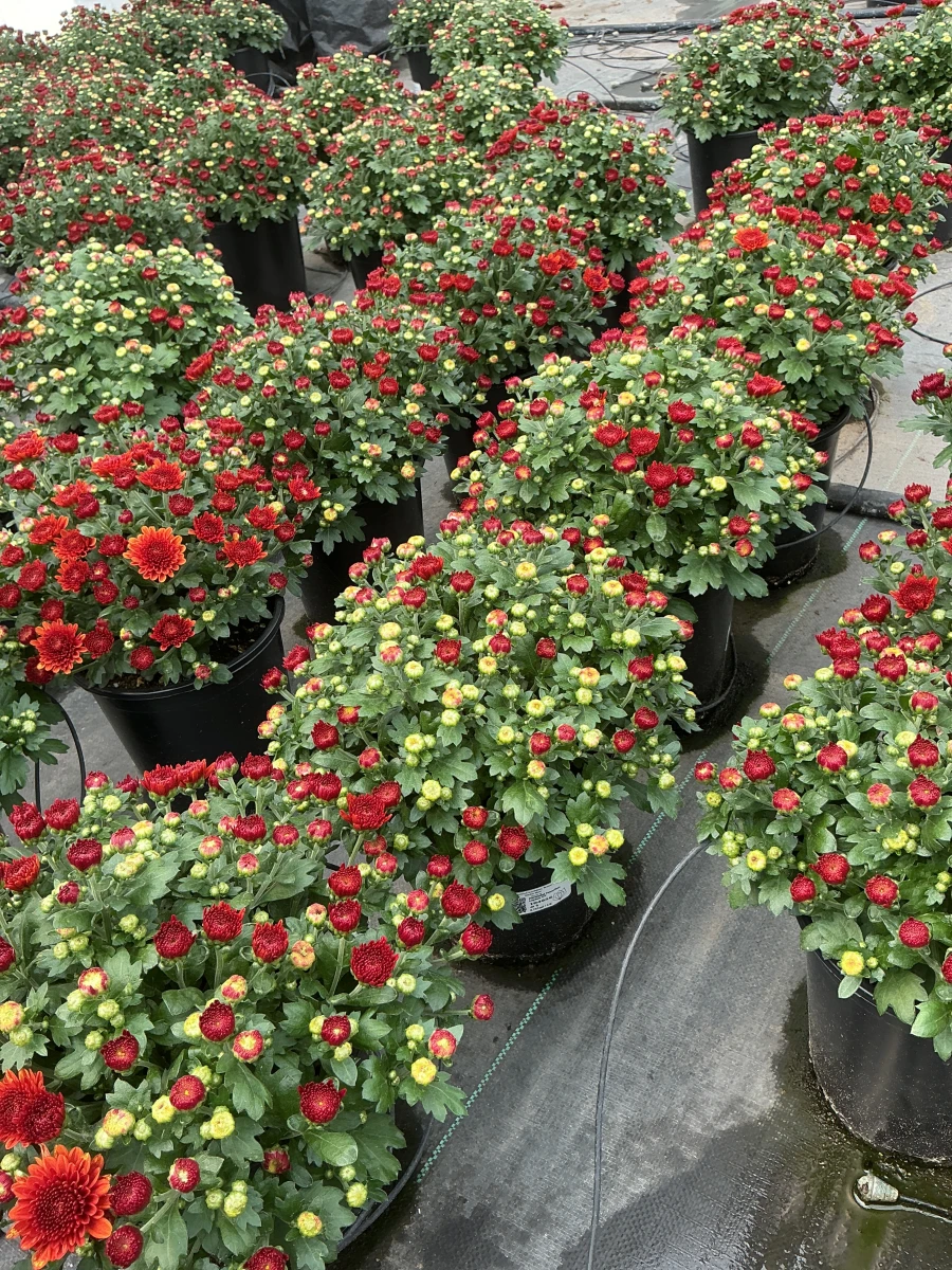 Garden Mum