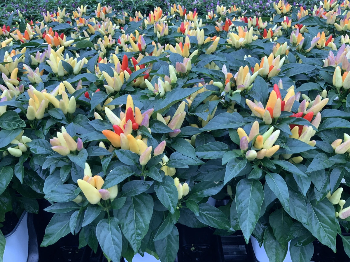 Annual Ornamental Pepper