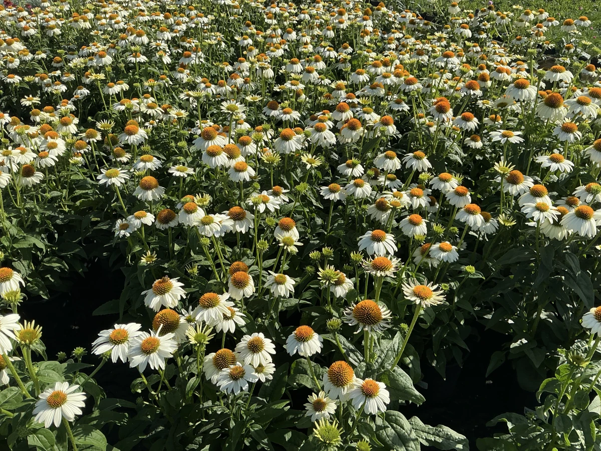 Coneflower