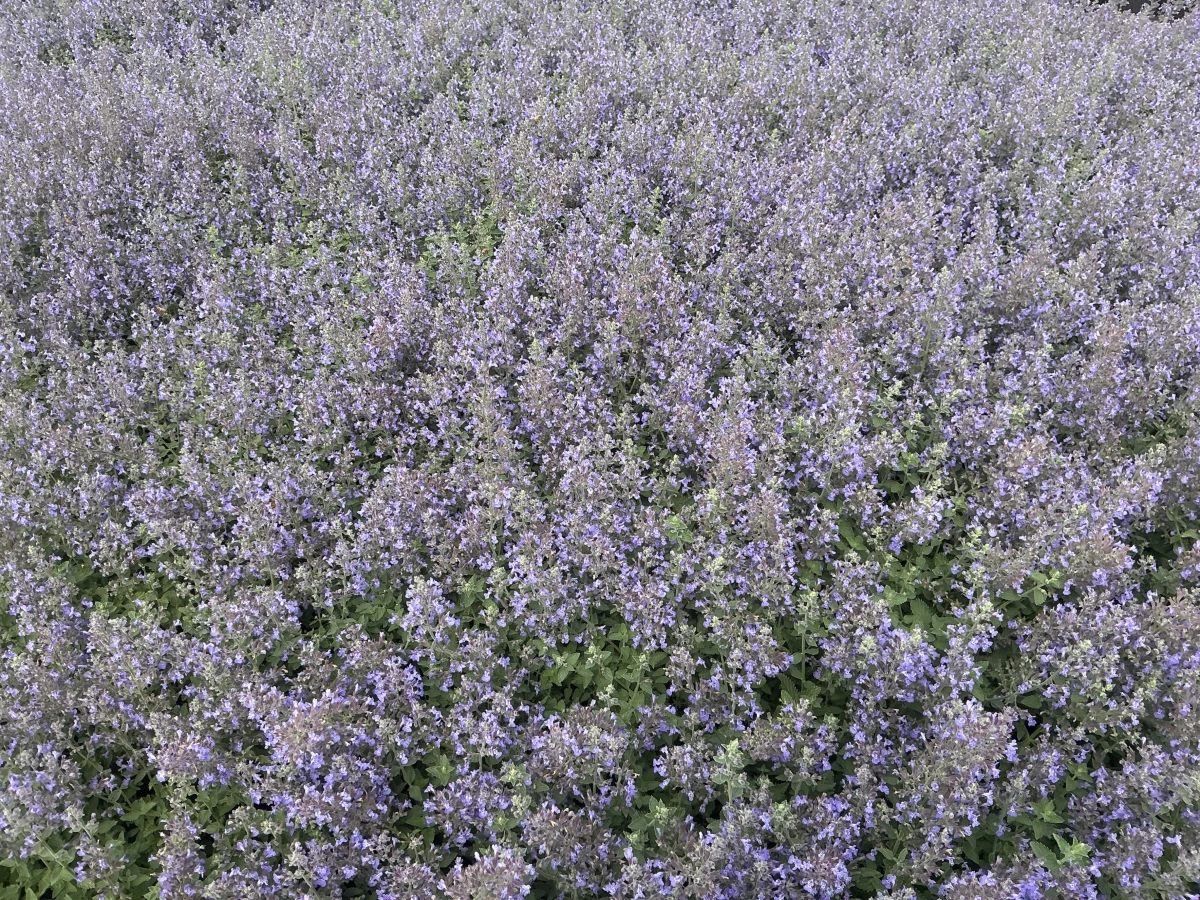 Catmint