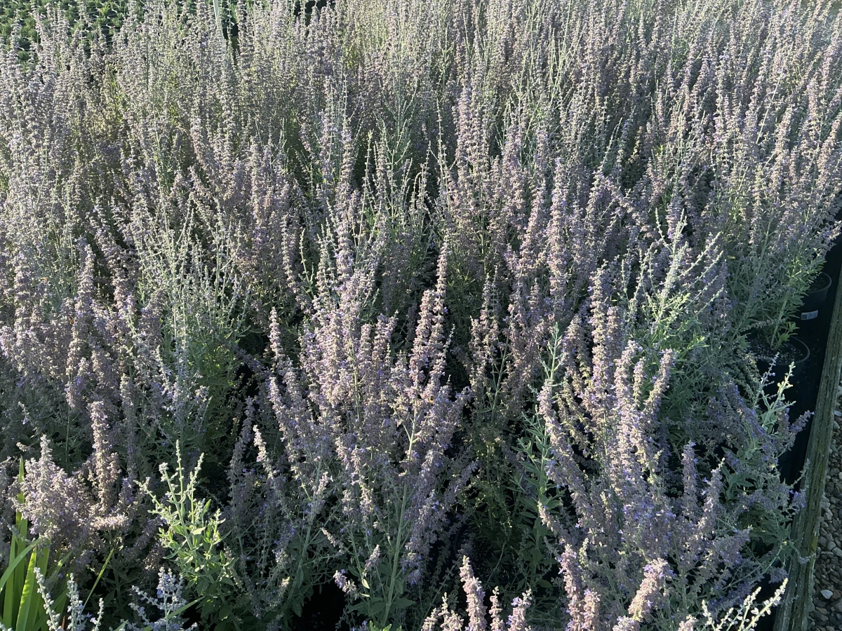 Russian Sage