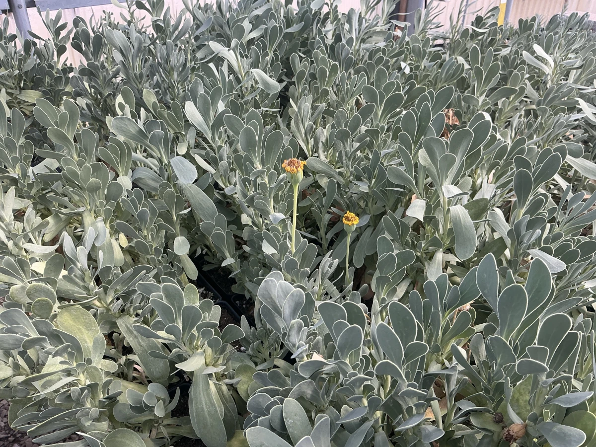 Barbary Ragwort