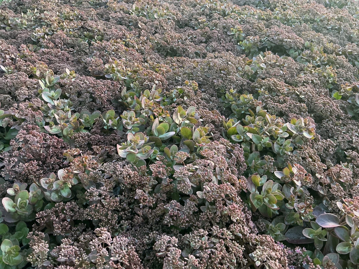 Stonecrop
