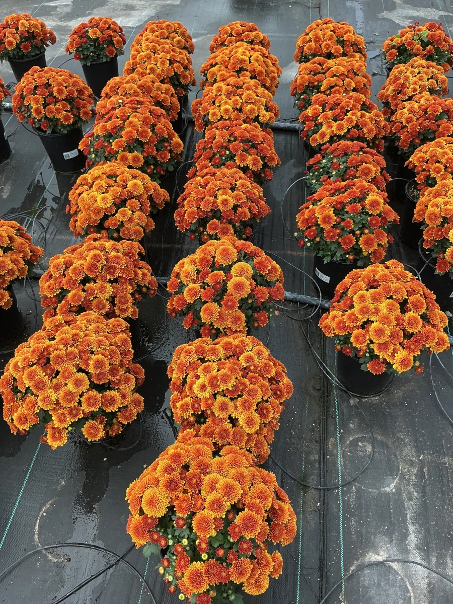 Garden Mum
