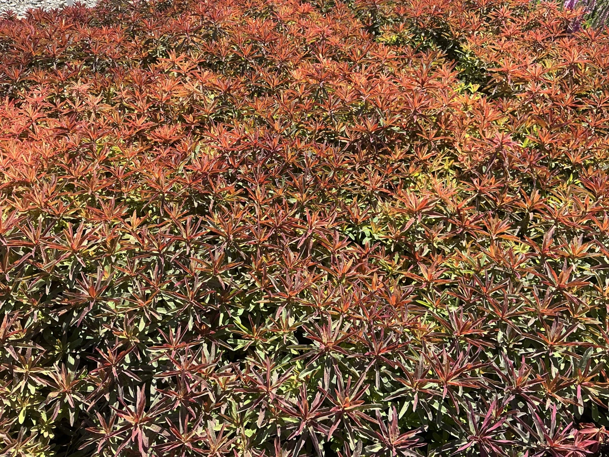 Spurge